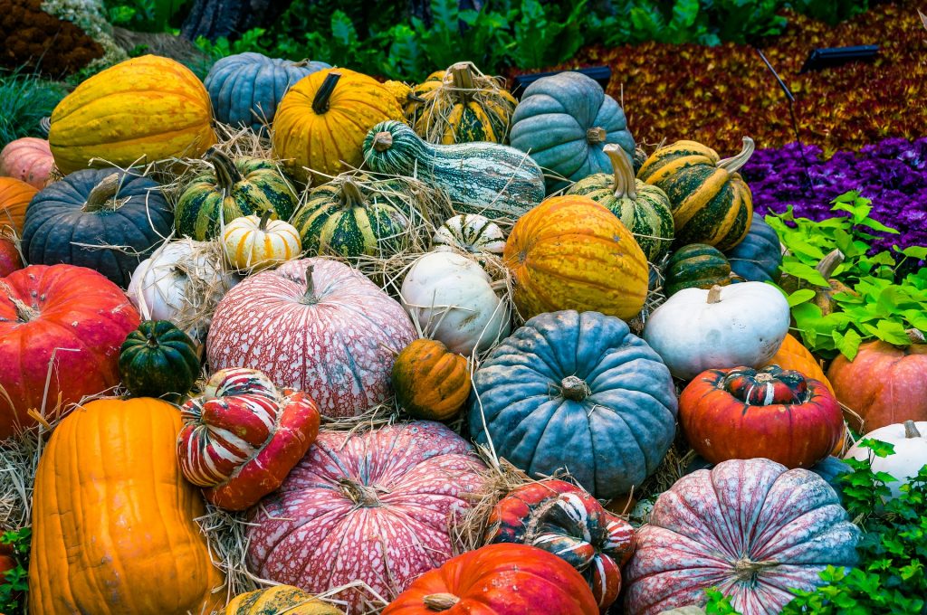 Verschiedene Kürbisarten in Saison Herbst